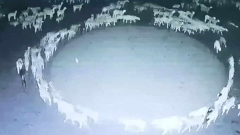 VIDEO: Fårskock har mystiskt gått runt i cirkel i två veckor