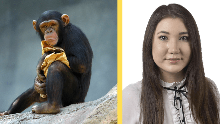 SD kräver granskning av alla svenska djurparker