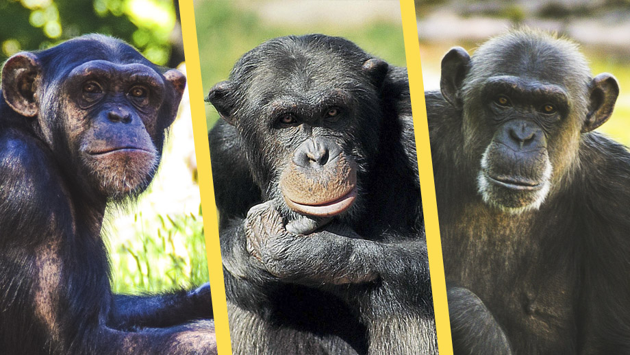 Här är schimpanserna som dödades i Furuviksparken