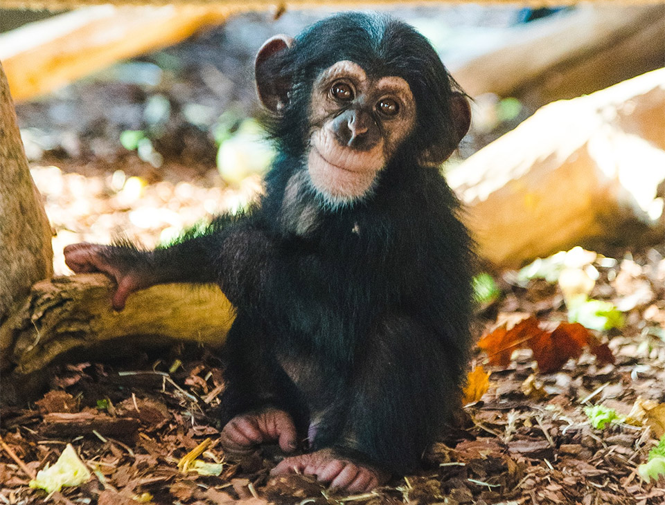 Skjuten schimpans listades som ofarlig