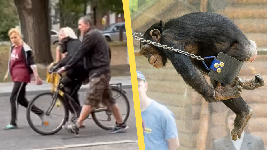 Schimpans rymde från zoo i Ukraina – fick åka cykel tillbaka