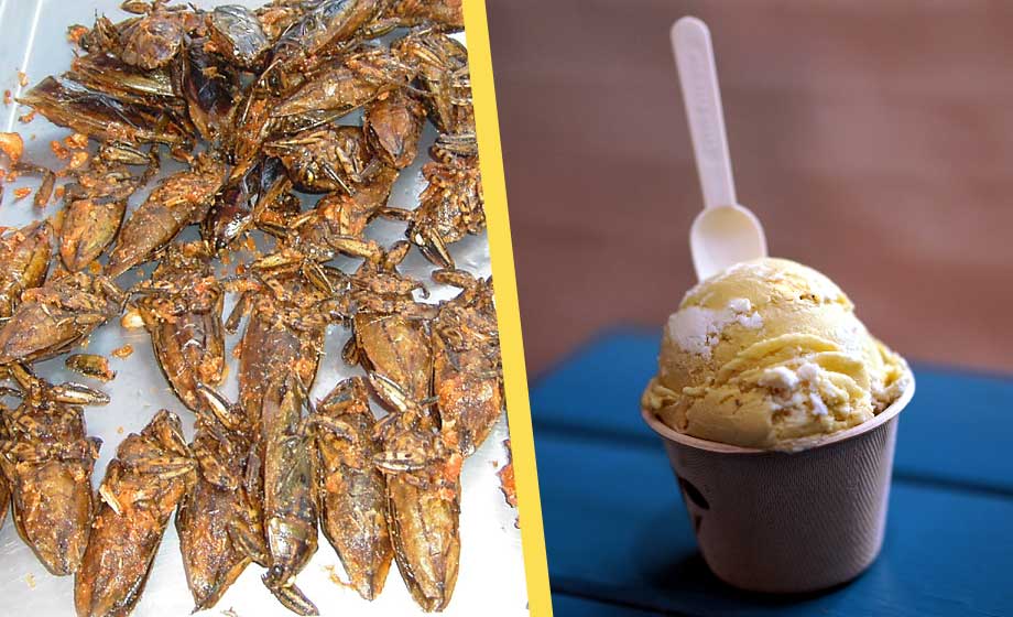 Södertälje bjuder på glass med insekter: ”Smarrig kombination”