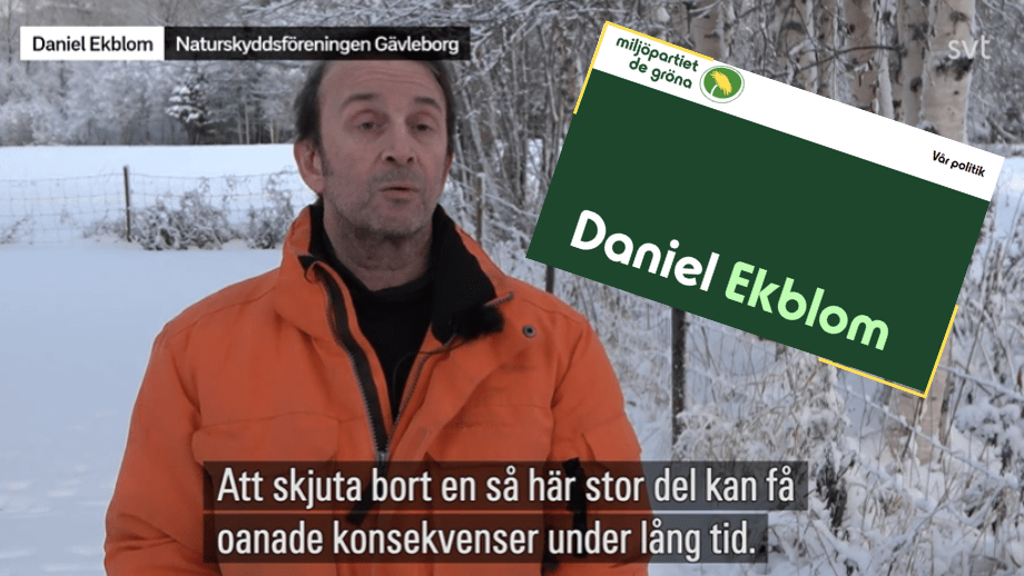 SVT ’glömmer’ nämna att vargaktivist är miljöpartist