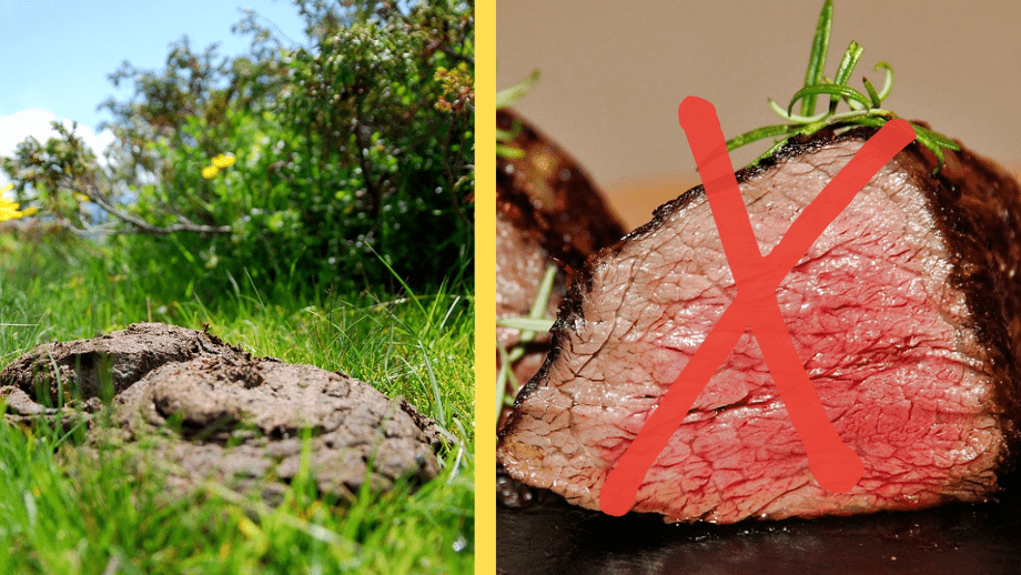 SVT: Vi ska äta dyngbaggar från komocka – för klimatet