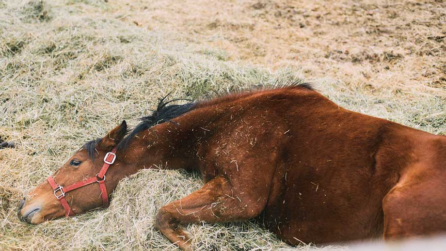 Djurplågeri på Gotland: Ponny dödad med trubbigt våld