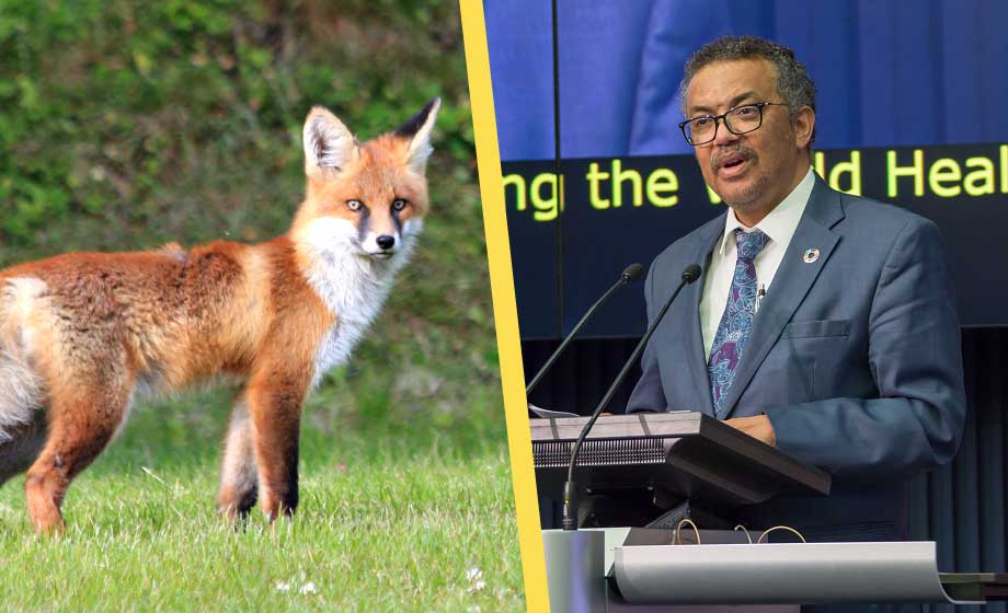 WHO: Måste förbereda oss för ny pandemi