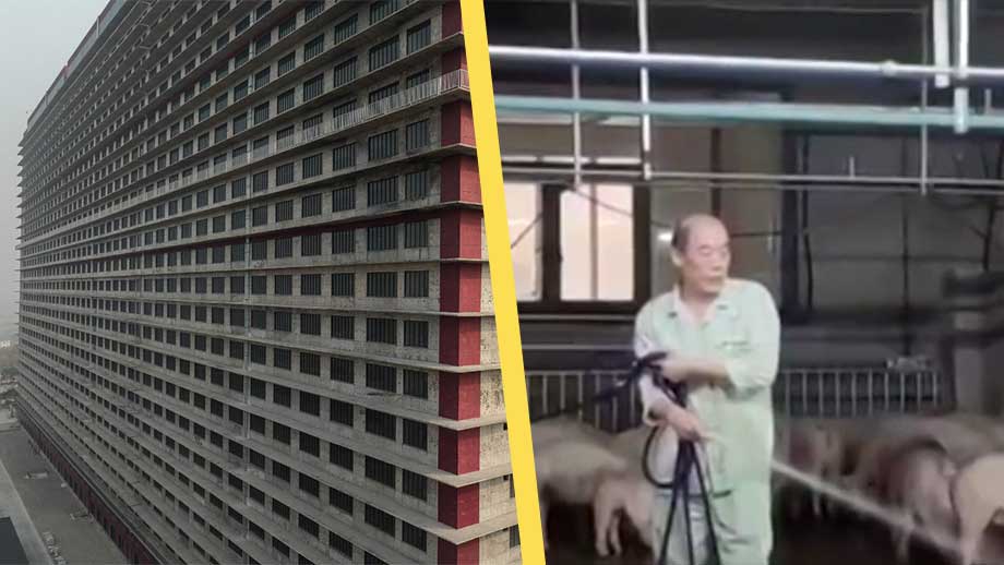 Kina bygger höghus – för grisar