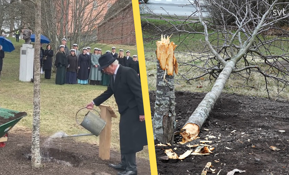 Kungen planterade träd – vandaliserades