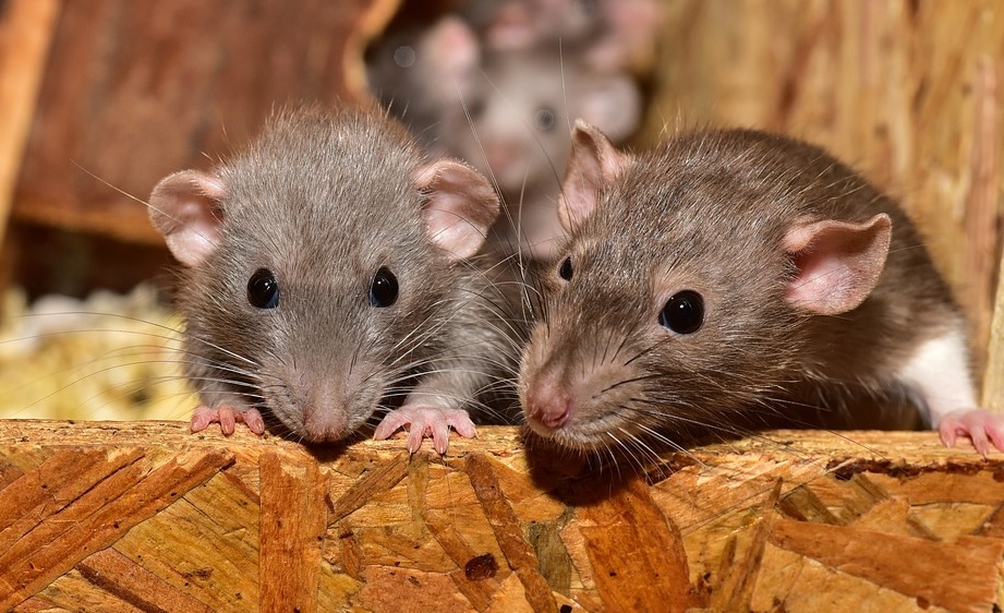 Anticimex fångar fler råttor än någonsin