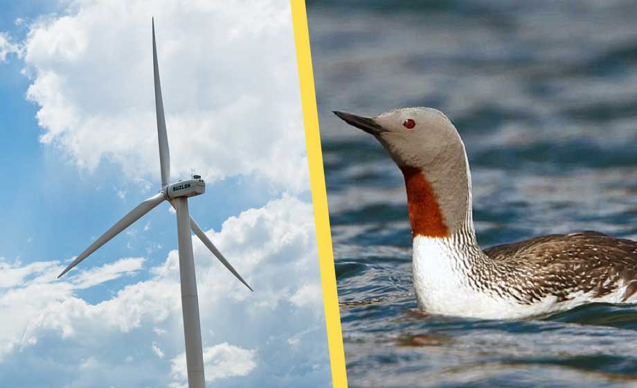 Vindkraftverk tränger bort vattenlevande fåglar