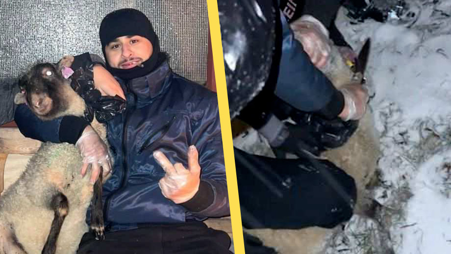 Dom: Halalslakt inte grovt djurplågeri