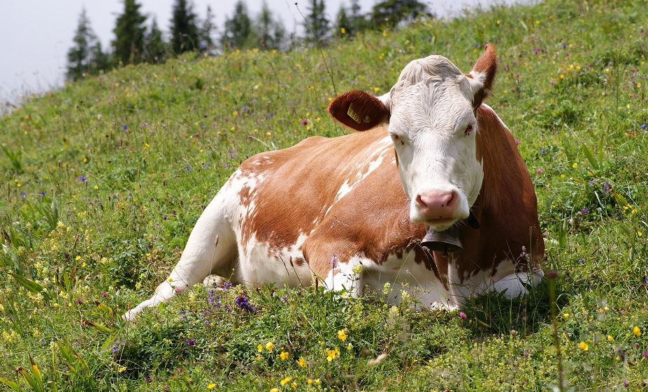 Regering föreslår masslakt av kor för att uppnå klimatmål