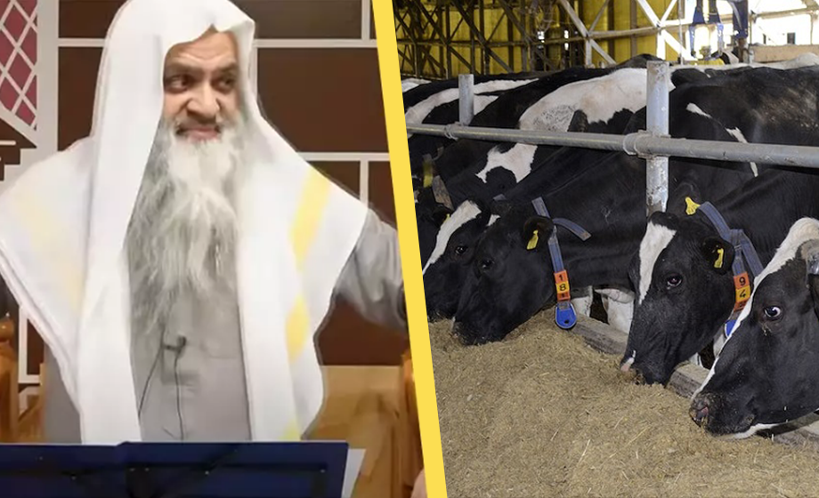 Islamexpert: ”Otrogna lever som djur – inte som människor”