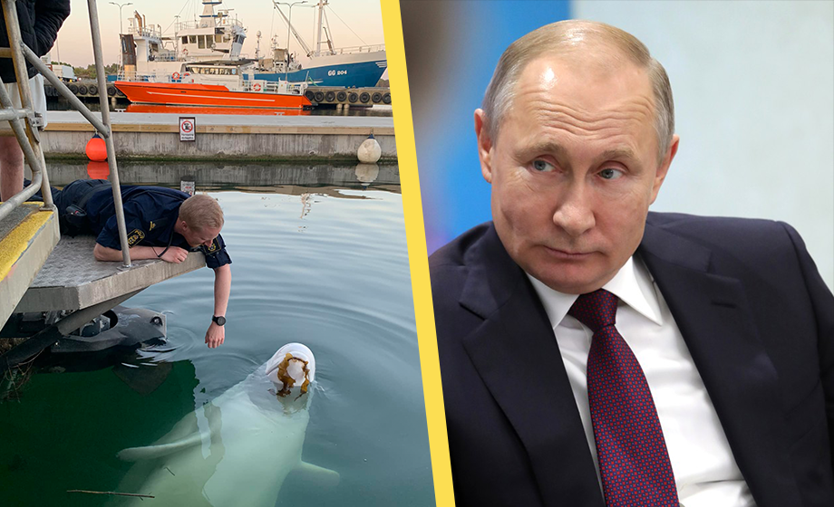 SR: ”Spionvalen Hvaldimir siktad i Göteborg”