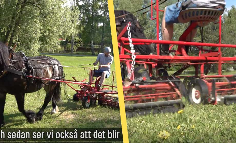 Kommun använder häst för gräsklippning – ska rädda planeten
