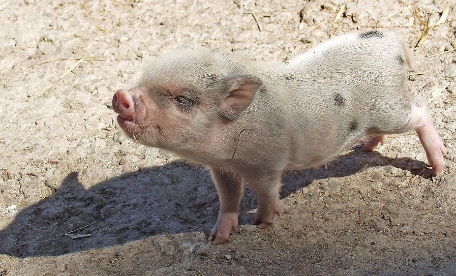 Gris på 4H-gård attackerad och plågad till döds
