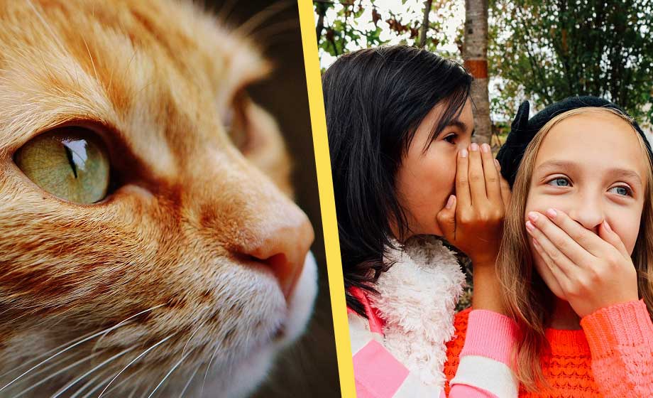 Efter att kön blivit valfritt – nu ökar unga som identifierar sig som djur