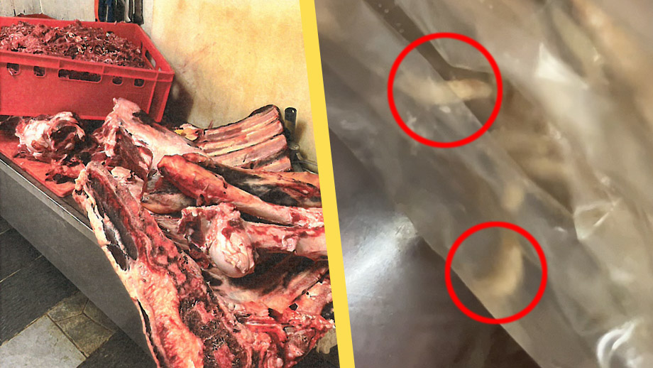 VIDEO: Här kryper larverna i halalbutikens köttdisk