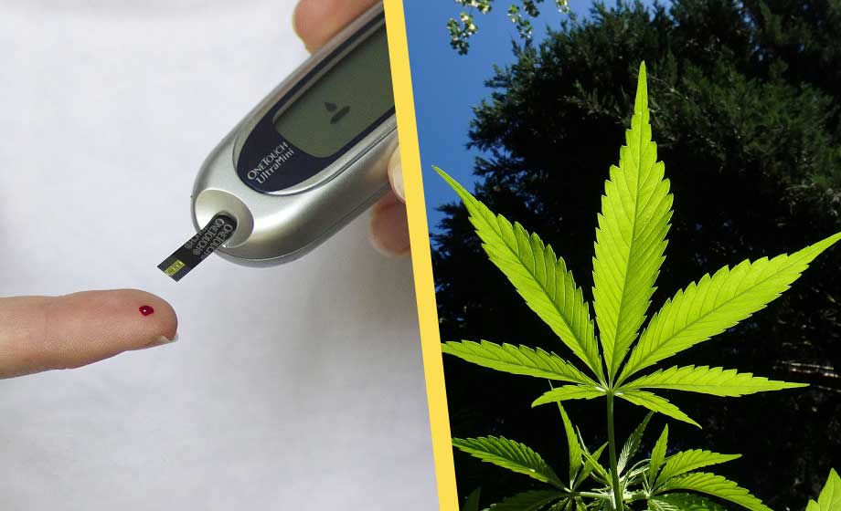 Studie: Cannabisanvändning minskar risken för diabetes