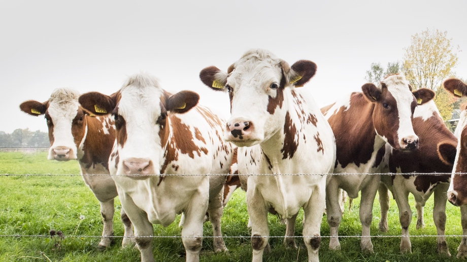 Trots klimatlarmen – kors ”utsläpp” på samma nivå som 1800-talet