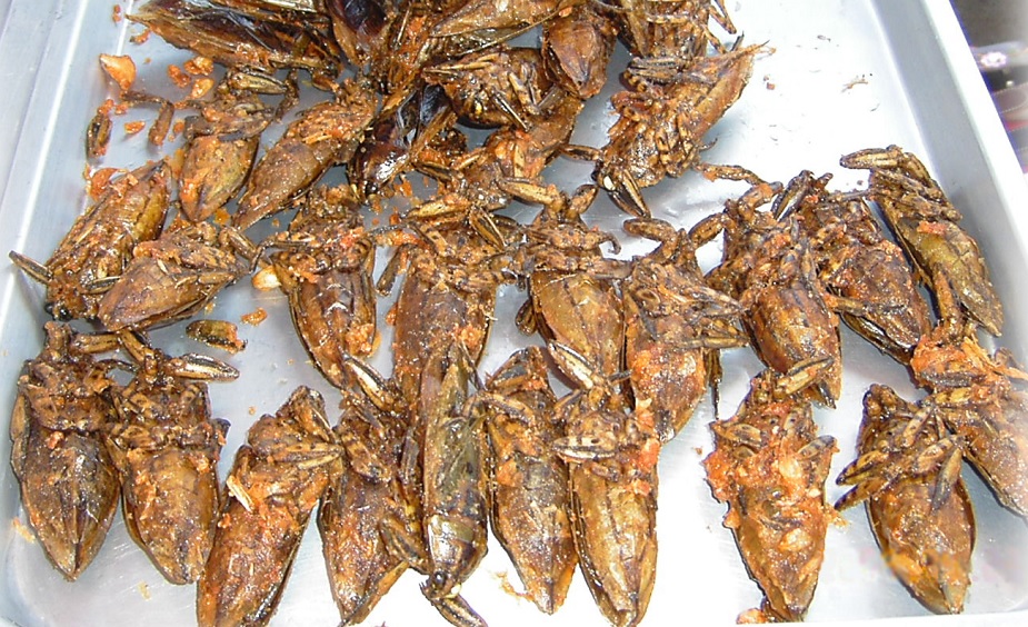 Psykologisk propaganda ska få populasen att äta insekter