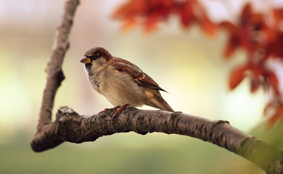 Fåglar ges nytt namn för att öka inkluderingen