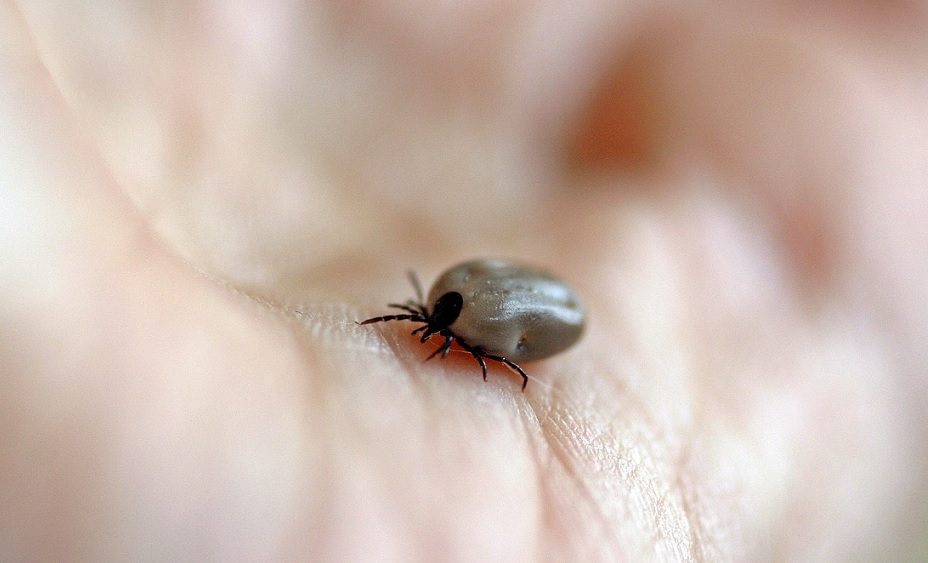 Studie: Fler svenskar har haft TBE än vad som registrerats