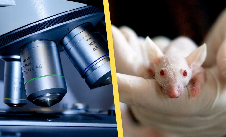 Kinesiska forskare bakom nytt dödligt coronavirus – attackerar hjärnan