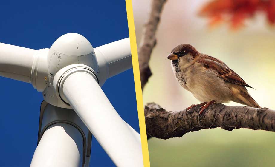 Studie: Vindkraftverk har stor påverkan på djurlivet