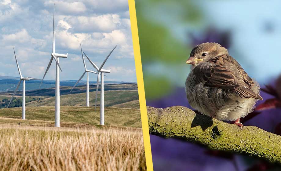 Studie: Vindkraftverk påverkar djurlivet negativt