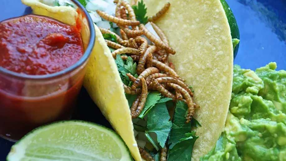 Kommun satsar på insektslarver till lunch