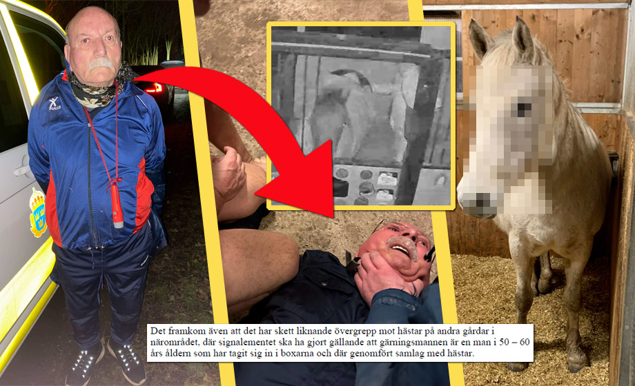 Hästvåldtäktsmannen utvisas inte – för farligt i Natolandet