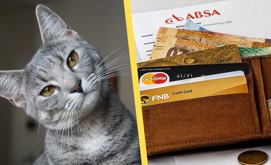 Sjuka husdjur kan bli en dyr historia – kostar tiotusentals kronor