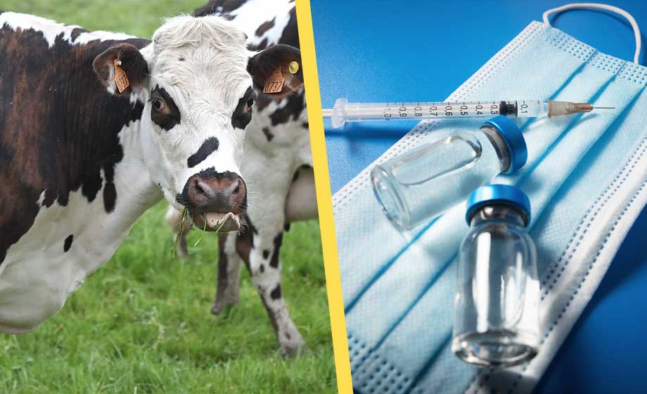 Fågelinfluensa sprids – nya vaccin kan påtvingas allmänheten