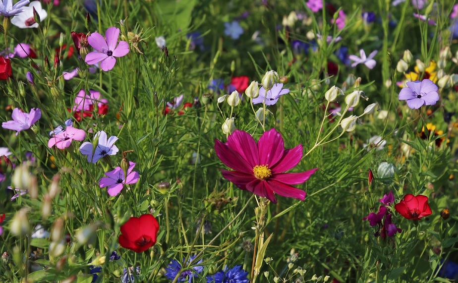 Växter hade ’rasistiska’ namn – döps om