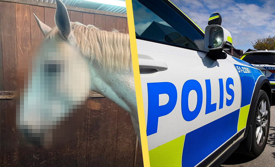 Misstanken: Hästar våldtagna med vasst föremål