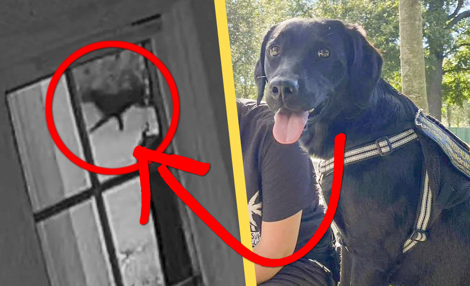 Här är sista bilden på Essie – kan ha stulits från trädgård