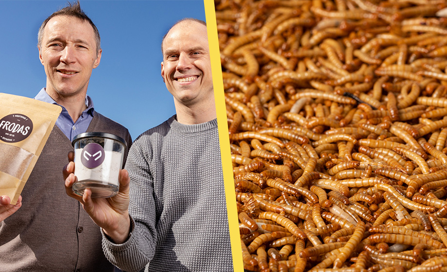 Storsatsade på maskar för mänsklig konsumtion – går i konkurs