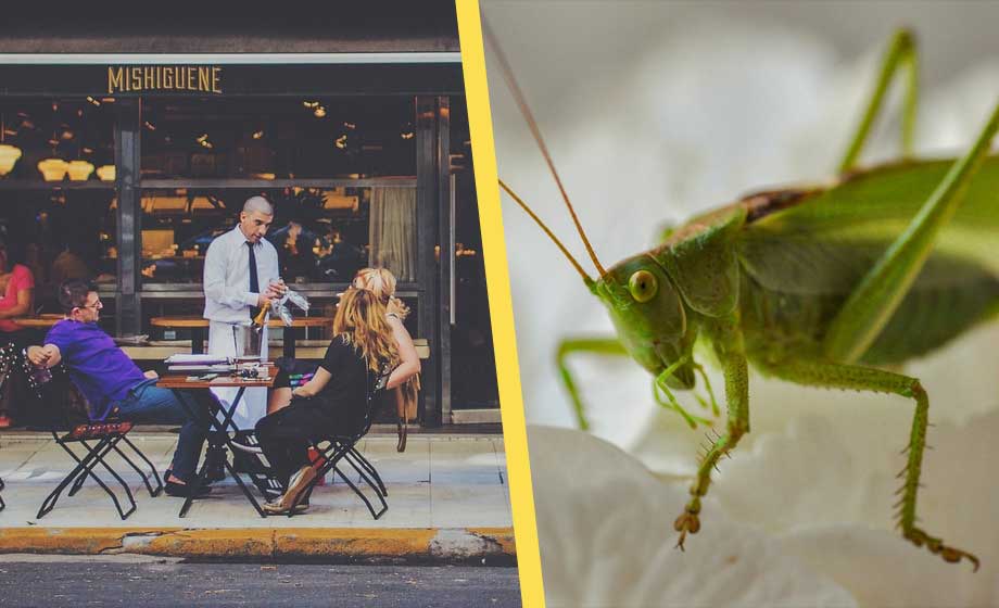 16 insektssorter godkänns som mänsklig föda