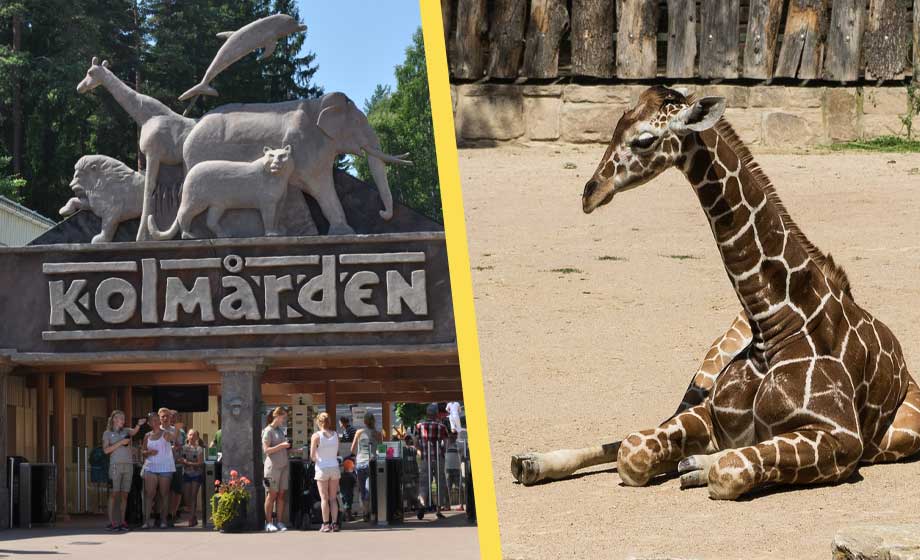 Kolmårdens nya giraff döps till Mostafa