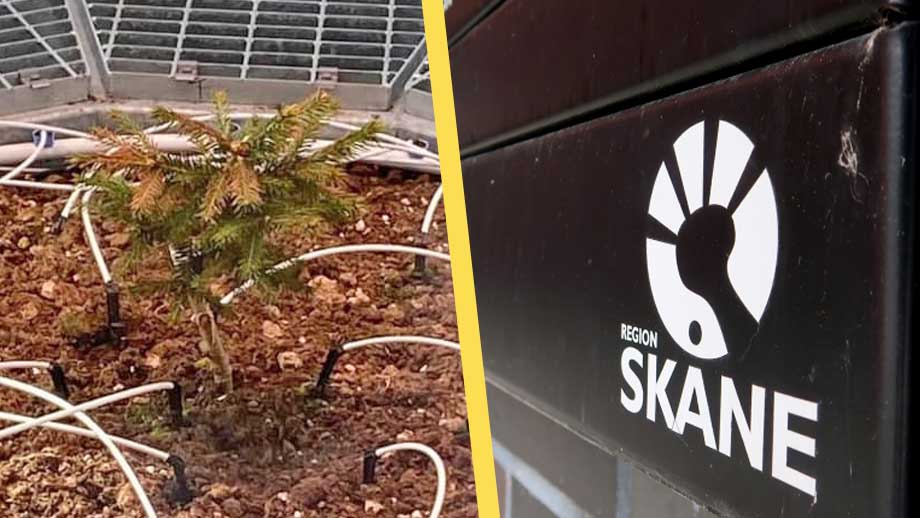 Regionen lade 8 miljoner skattekronor på gran istället för vård – nu dör trädet