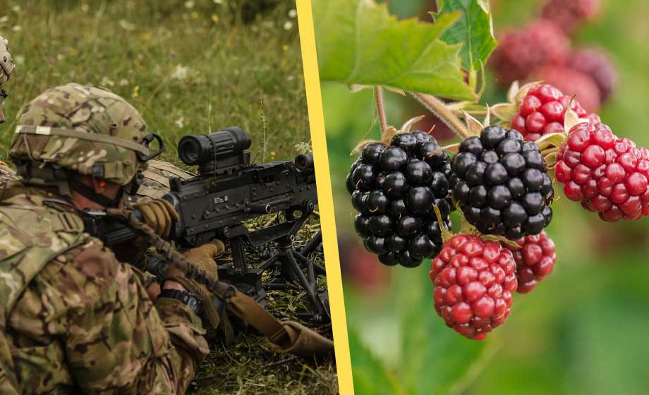 MSB: Leta mat i skogen när kriget kommer