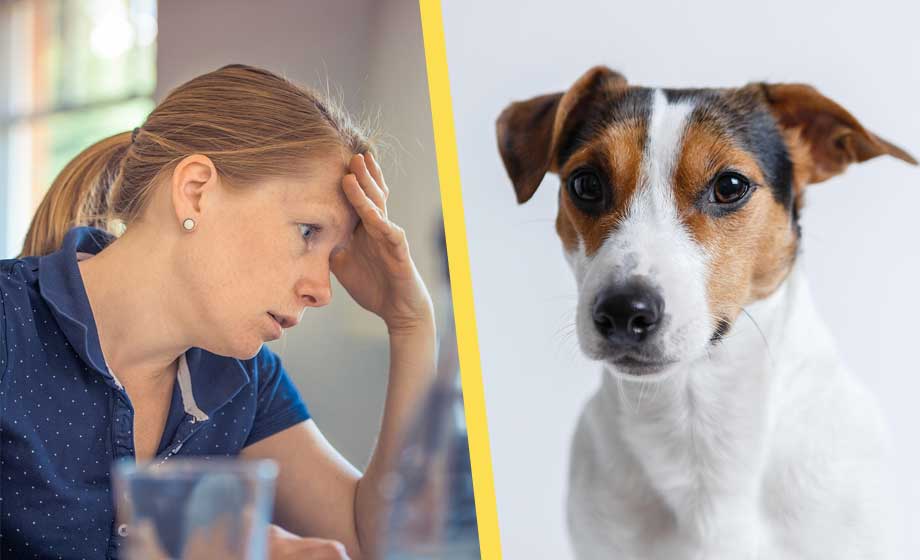 Ylande hund ledde till uppsagt lägenhetskontrakt