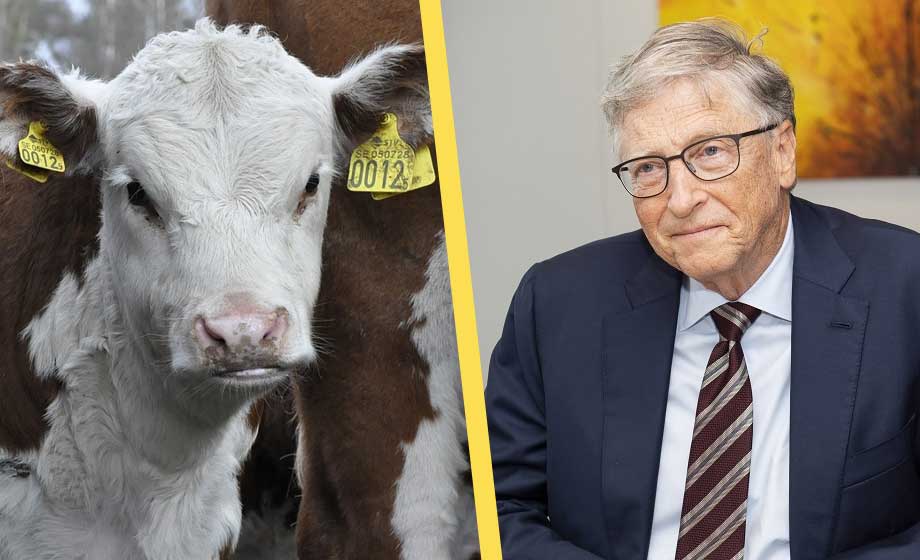 Arla matar kor med metandämpande tillsats utvecklat av Bill Gates