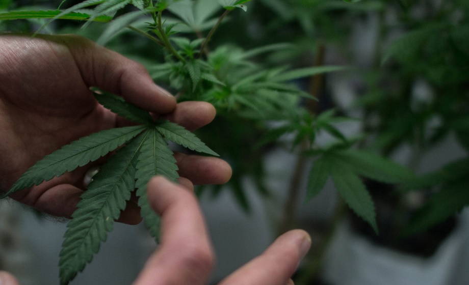 Cannabis för medicinskt bruk legaliseras i Danmark