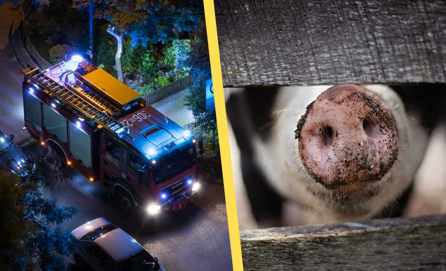 Tusentals grisar döda i storbrand på ladugård