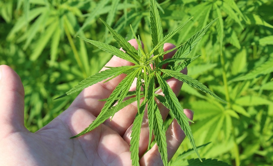 Legalisering av cannabis uppskattat – var fjärde person använder njutningsmedlet